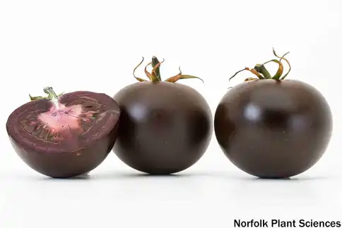 photo of purple tomatoes