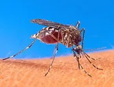 Increase in Eastern equine encephalitis may be