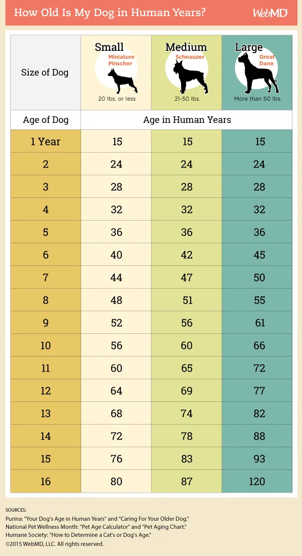 Dog Age Chart: How to Convert Your Dog's Age into Human Years