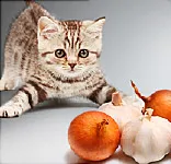 Foods Your Cat Should Never Eat