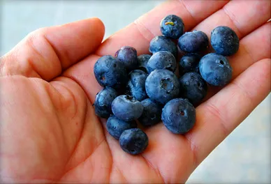 blueberries in a palm