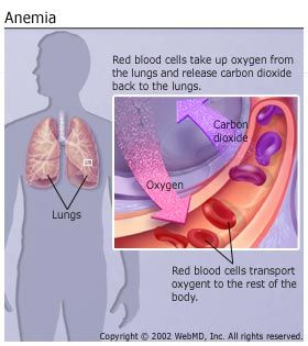 gas exchange in the lungs