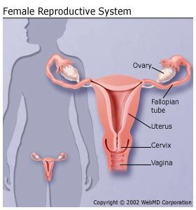 Woman Uterus Picture