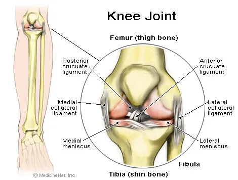 In the back of the thigh, the hamstring muscles flex, or bend, the knee.