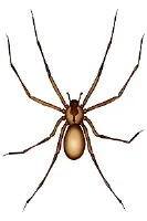 brown_recluse_spider3.jpg