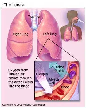 What is the process of breathing called?