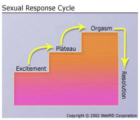 What Are The Sexual Response Cycles For Women 102
