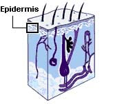 The skin is the body's largest organ.