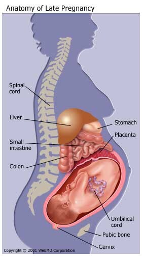 Pregnancy Symptoms Third Trimester Nausea