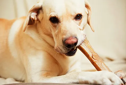 Is cheese bad for dogs to eat?