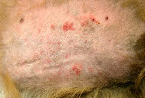 Dog's belly irritated by folliculitis