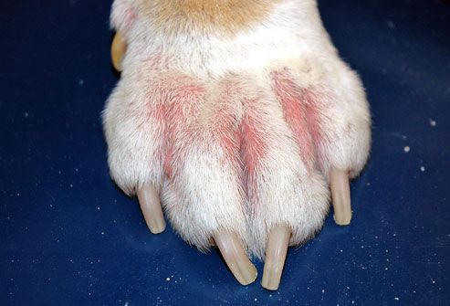 Dog paw red and irritated with allergy