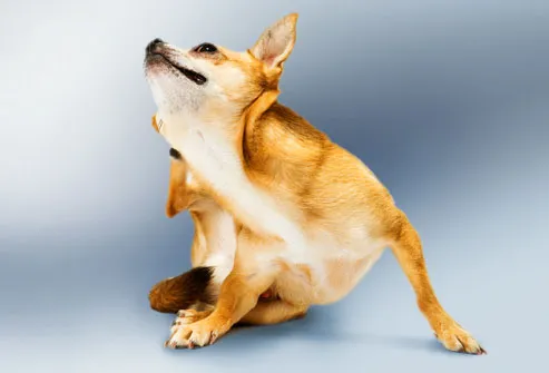 Chihuahua scratching behind ear with hind his leg
