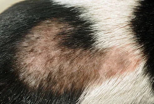 Bare spot dog's back caused by Alopecia