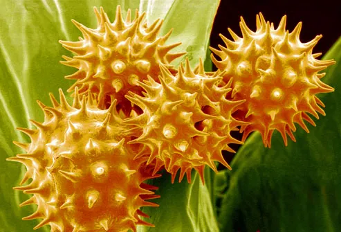 phototake_SEM_pollen_on_sunflower_pistil.jpg