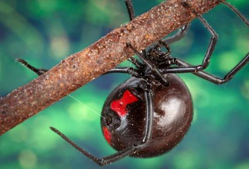 black widow spider bites images. Black Widow Spiders: Poisonous