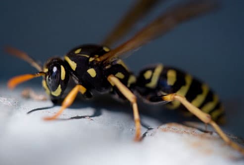 wasps and hornets. But a wasp, hornet, or yellow