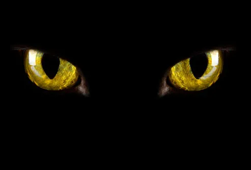 Cat Eyes In The Dark