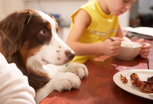 getty_rf_photo_of_dog_begging_at_table.jpg