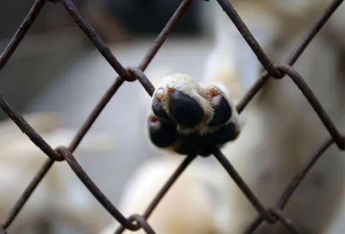 Dog Paw Resting on Fence Gate