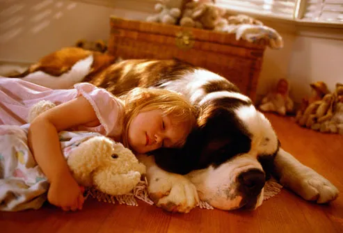 Girl Sleeping on Floor with Saint Bernard