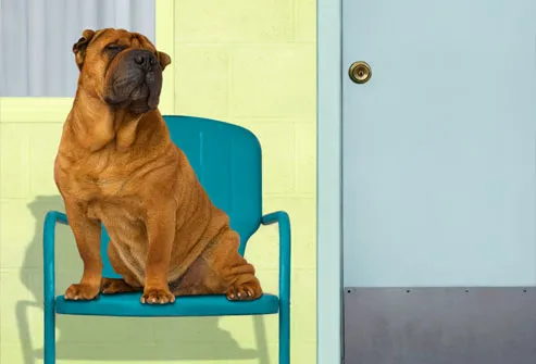 Sharpei dog sitting on chair