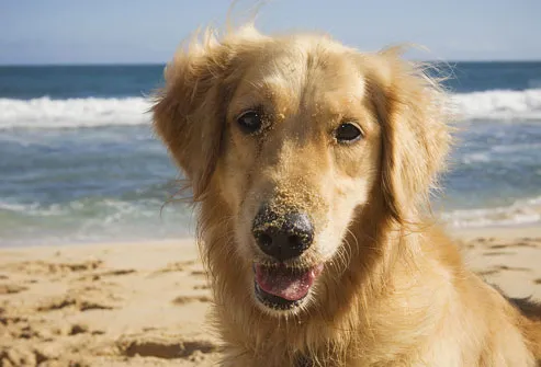 Golden Retriever Dog on Beach