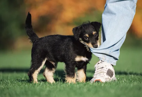 Puppy Chewing On Pants