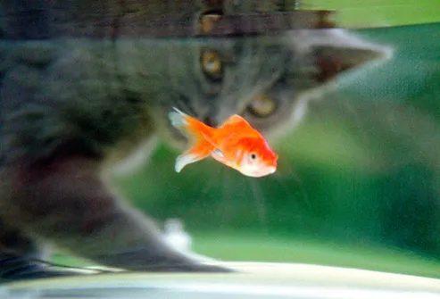 Cat Staring At Fish In Tank