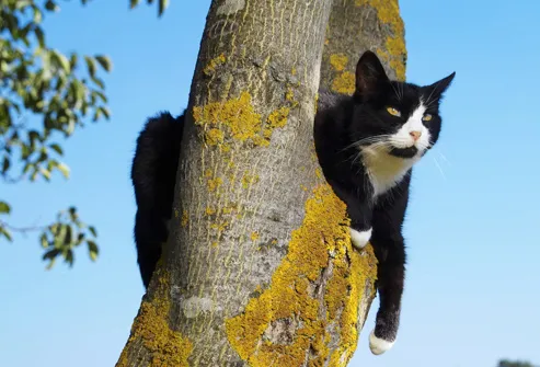 Cat Sitting In A Tree