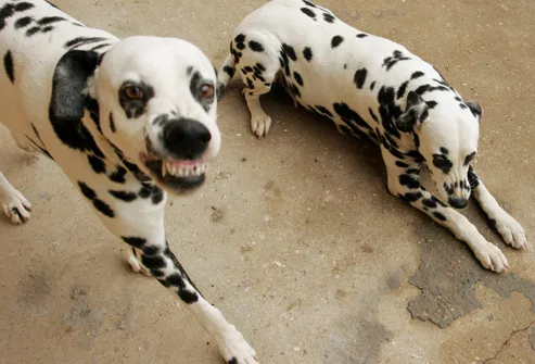 Dalmatian Snarling And Showing Teeth