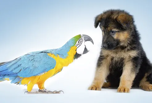 Parrot Squawking At Puppy