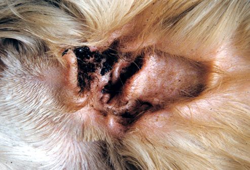 Signs of ear mites include excessive scratching of the ears, head shaking, 