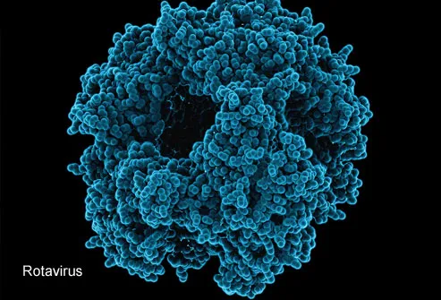 Rotavirus Binding Protein