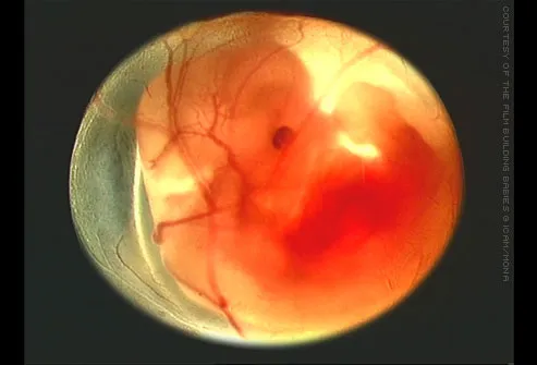 embryos at 5 weeks. After 8 weeks it is sucking
