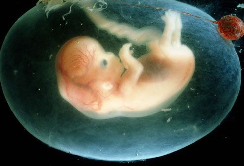 a baby fetus