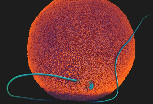 sperm egg embryo ile ilgili görsel sonucu