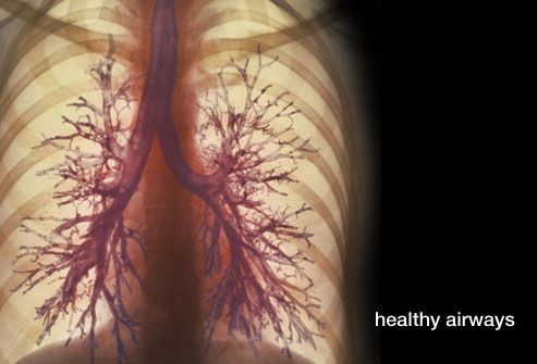 healthy lungs and airways