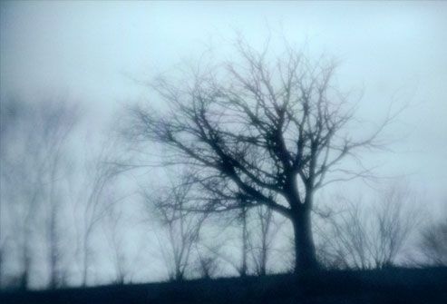 Leafless trees on a dreary winter day