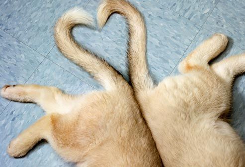 puppies making heart shape
