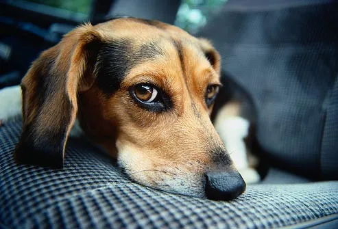 Ποια είναι η πιο συχνή νόσος στα Beagle;