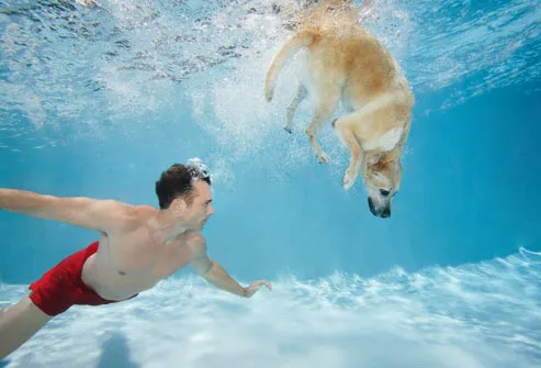 http://img.webmd.com/dtmcms/live/webmd/consumer_assets/site_images/articles/health_tools/exercising_with_your_dog_slideshow/getty_rm_photo_of_man_and_dog_in_pool.jpg