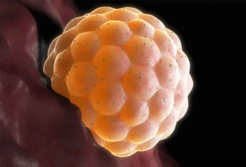 An implanted fertilized egg