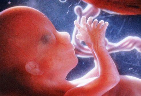 Human fetus in utero at 16 weeks