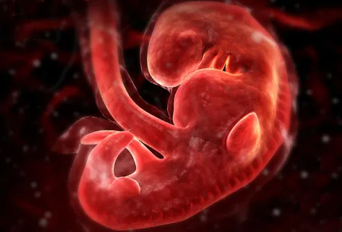fetal development at 4 weeks