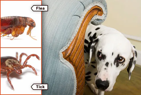 Where do ticks commonly hide on your body?