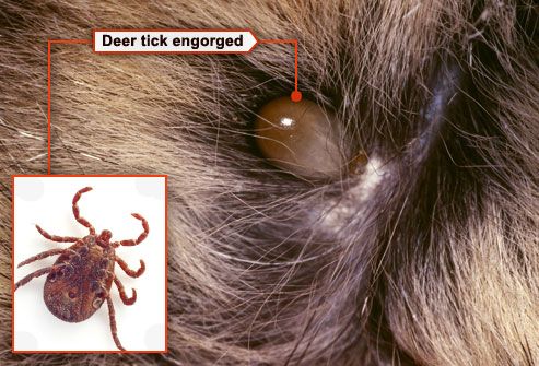 Lyme disease to dogs and