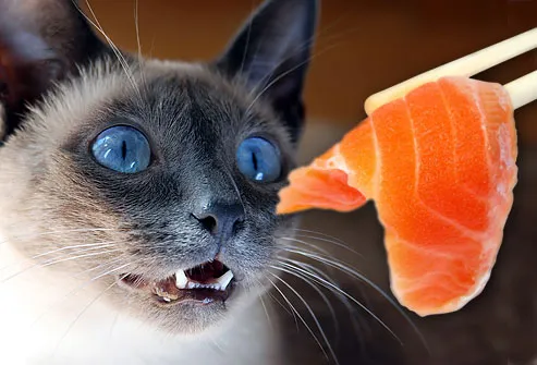 Image result for salmon meme