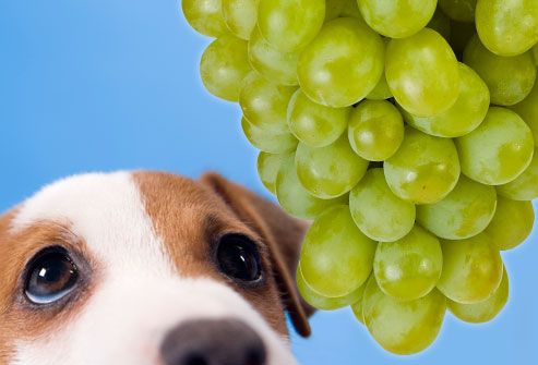  can dogs eat grapes 