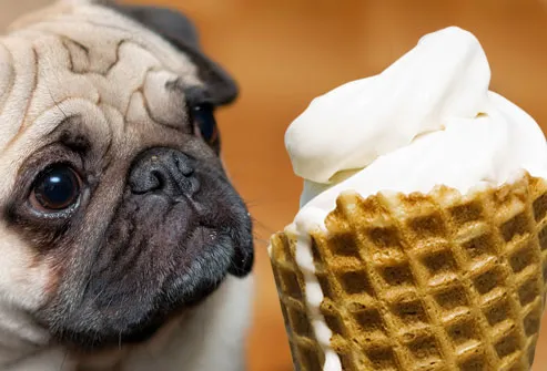 Anseio cão triste para gelados cone